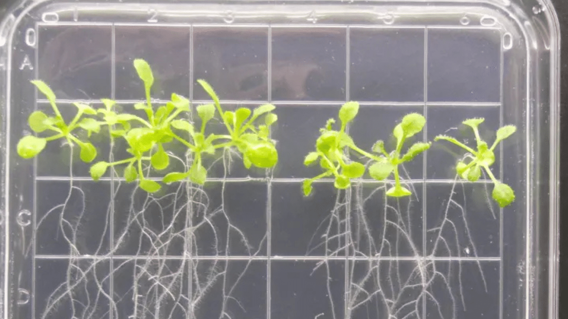 Des plantes sur la lune