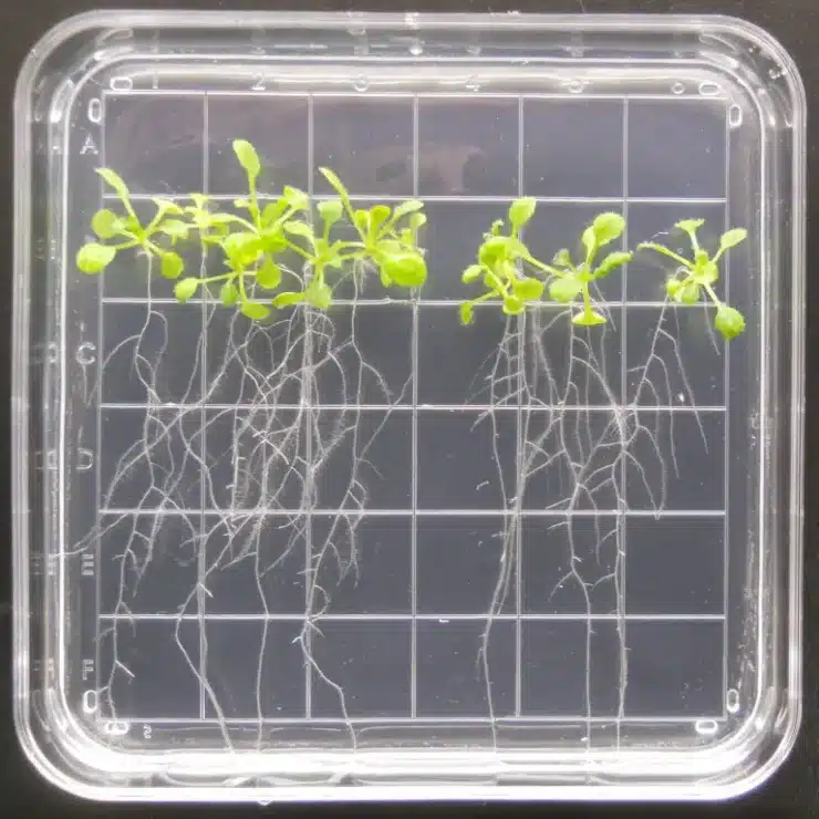 Des plantes dans l'espace