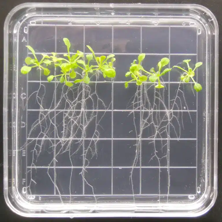 Des plantes dans l'espace